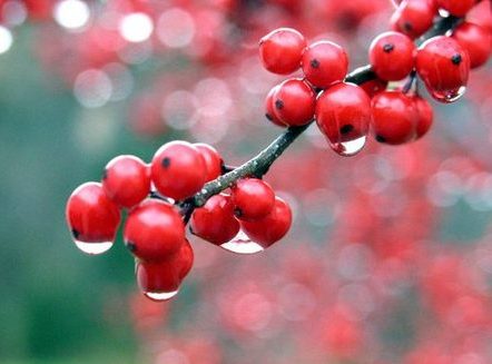 沙棘的药用价值