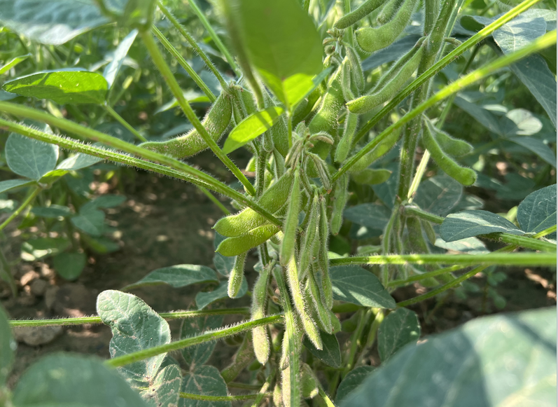 设施蔬菜全生育期绿色生产技术观摩交流会在陕西大荔召开