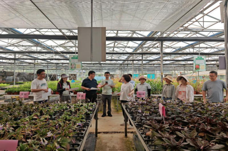 花卉所选育的报春苣苔与秋海棠新品种完成现场审查与异地测试