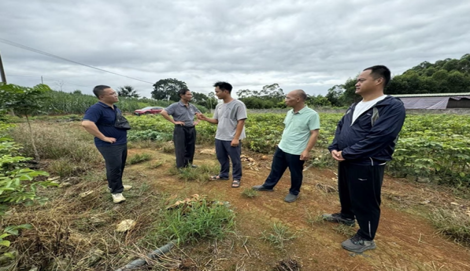 广西南亚所特色水果产业科技先锋队赴南宁、崇左调研服务乌榄产业发展