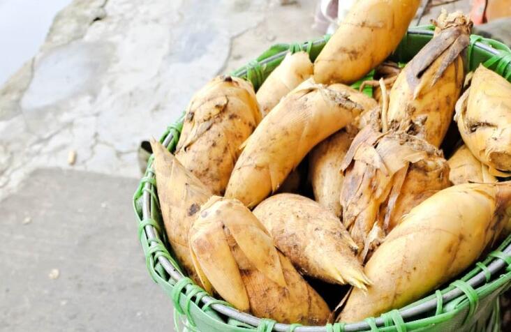 抚州乐安县局主导制定的地方标准《地理标志产品质量要求 乐安竹笋》获批发布