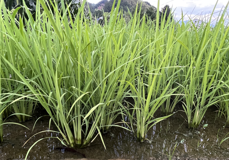 云南省三部门出台农机推广应用支持政策，涉及粮食、果蔬、中药等多种机械！