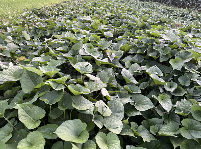 关于邀请参加广东甘薯机械化生产集成技术推广活动的通知